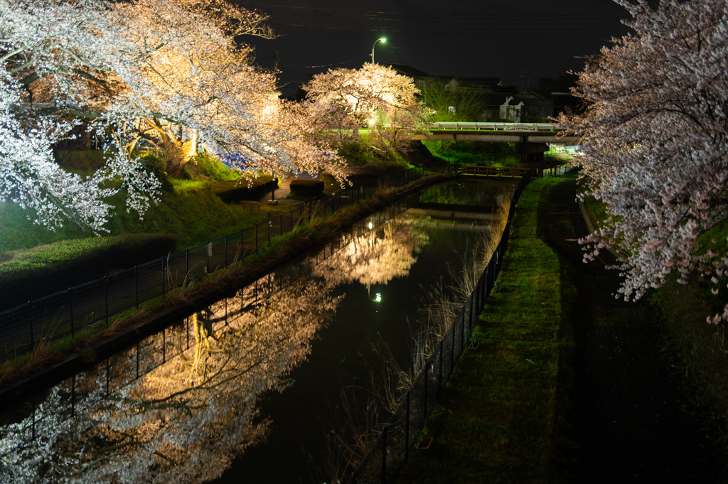 夜桜