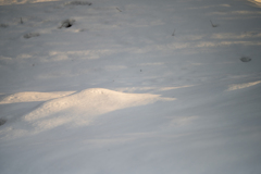 雪に斜陽