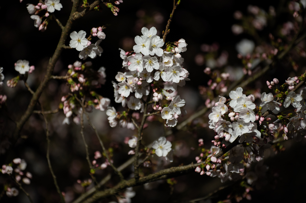 街灯夜桜
