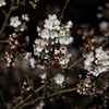 街灯夜桜