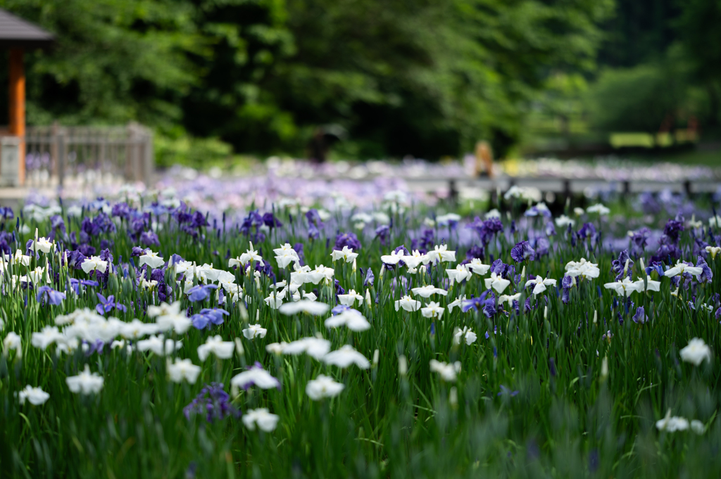 ハナショウブの園