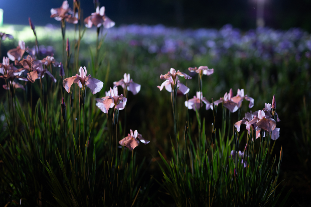 花菖蒲ライトアップ