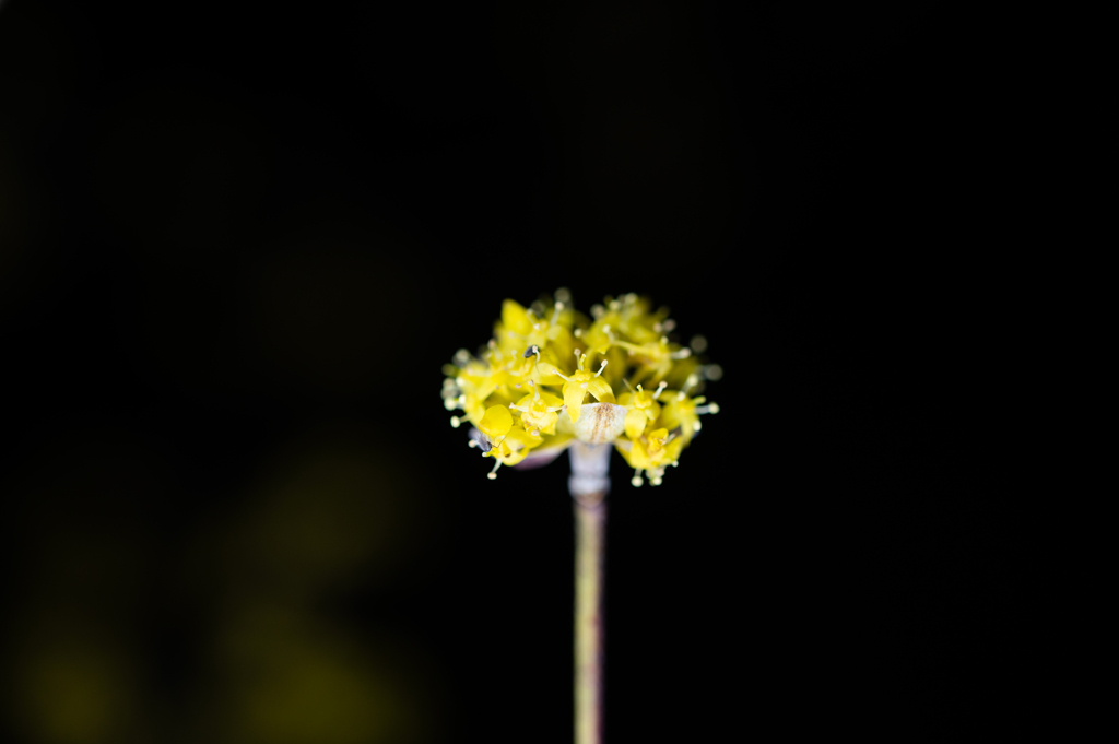 線香花火