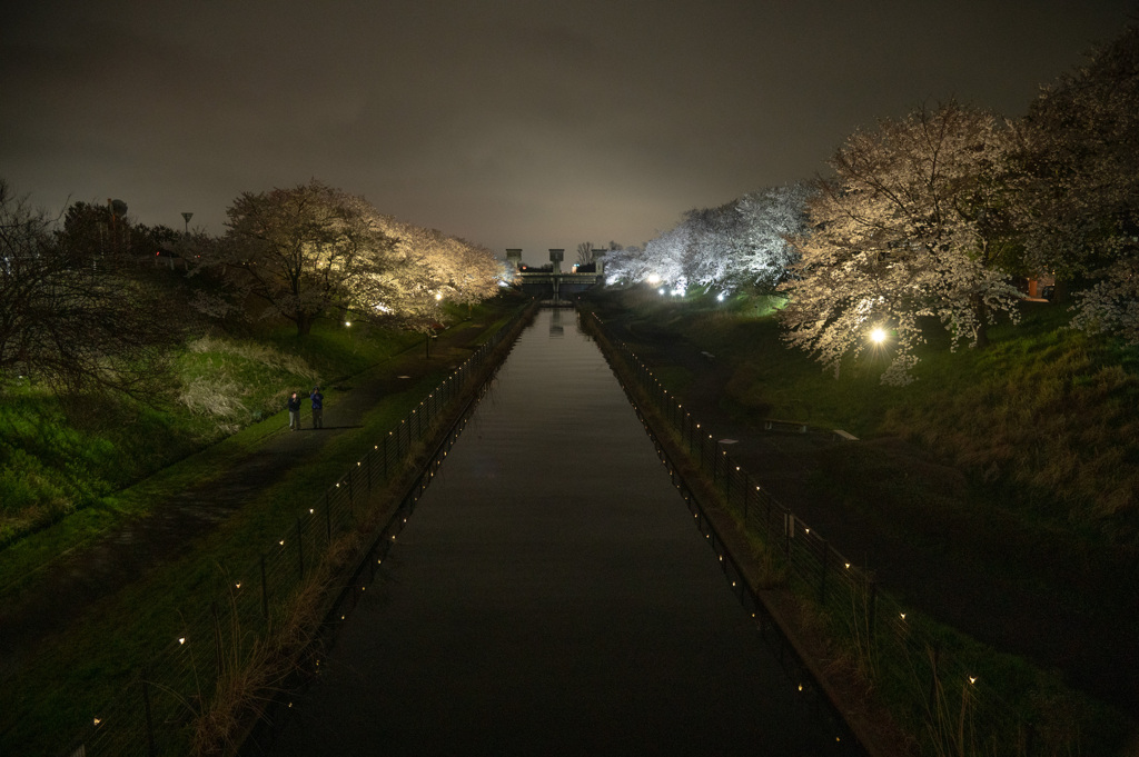 水路の夜桜