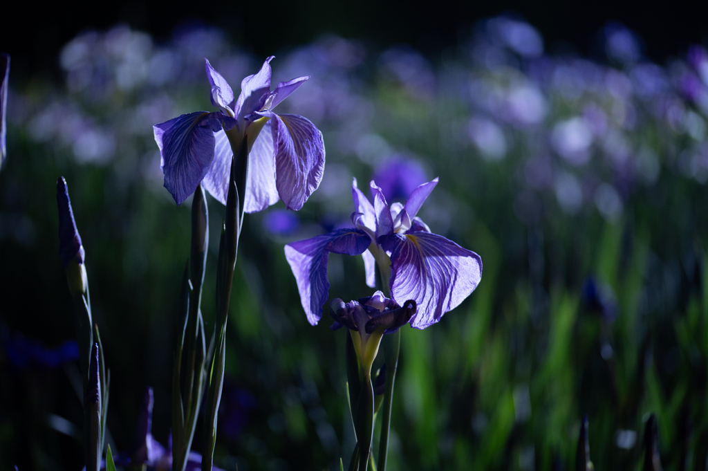 花菖蒲ライトアップ