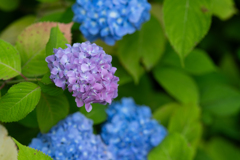紫陽花