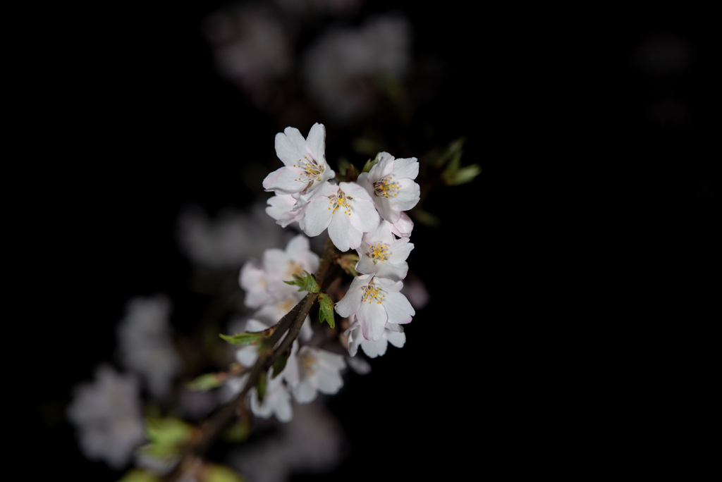 夜桜