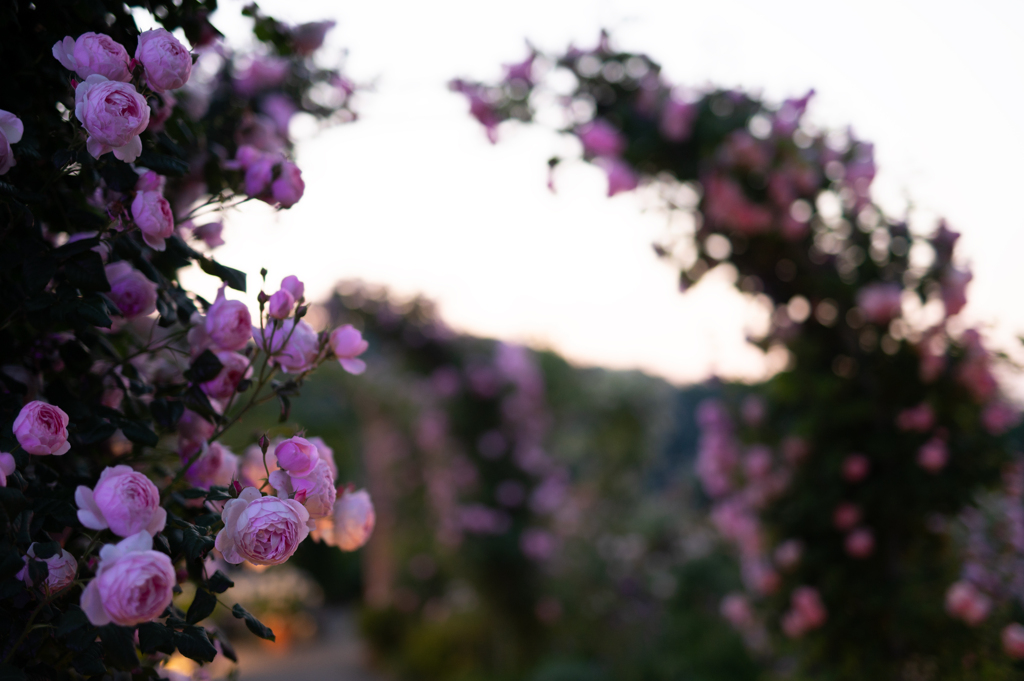 薔薇の夕べ