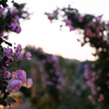 薔薇の夕べ