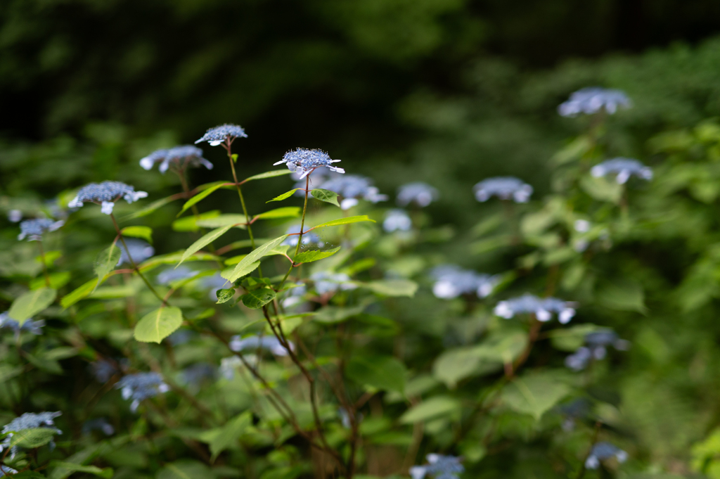 花開く