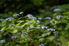 花開く