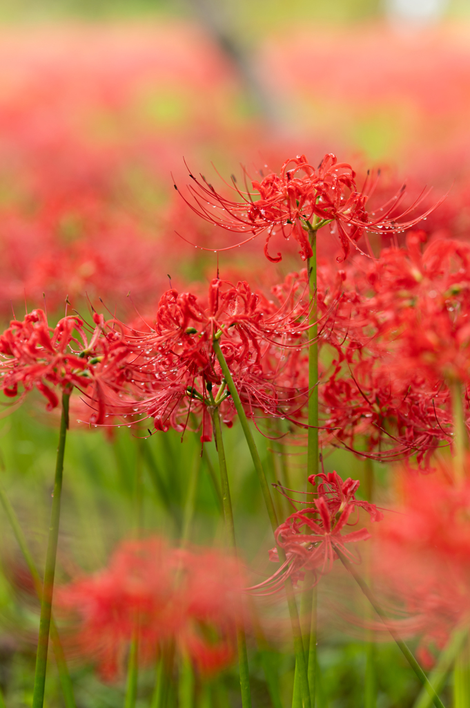 Rained Lycoris