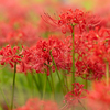 Rained Lycoris