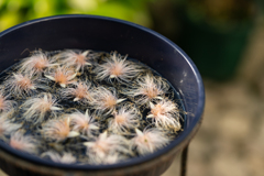サガリバナの花手水