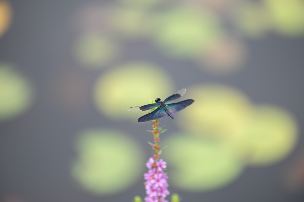 虹色の翅