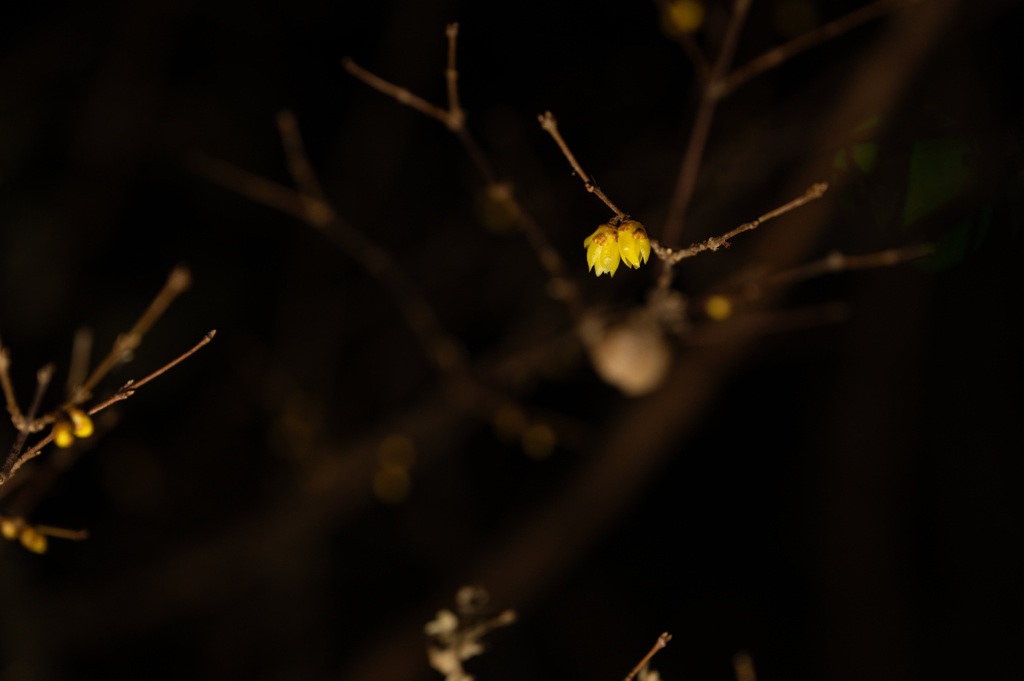 闇夜に香る