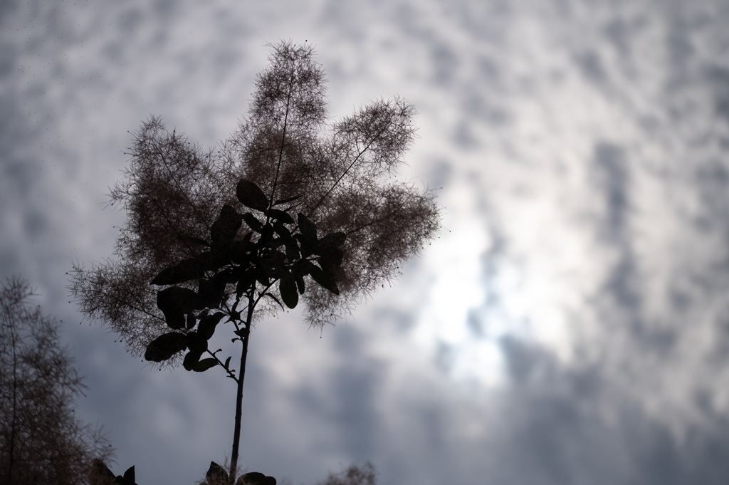 煙の花