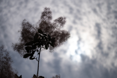 煙の花