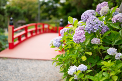 袂の紫陽花