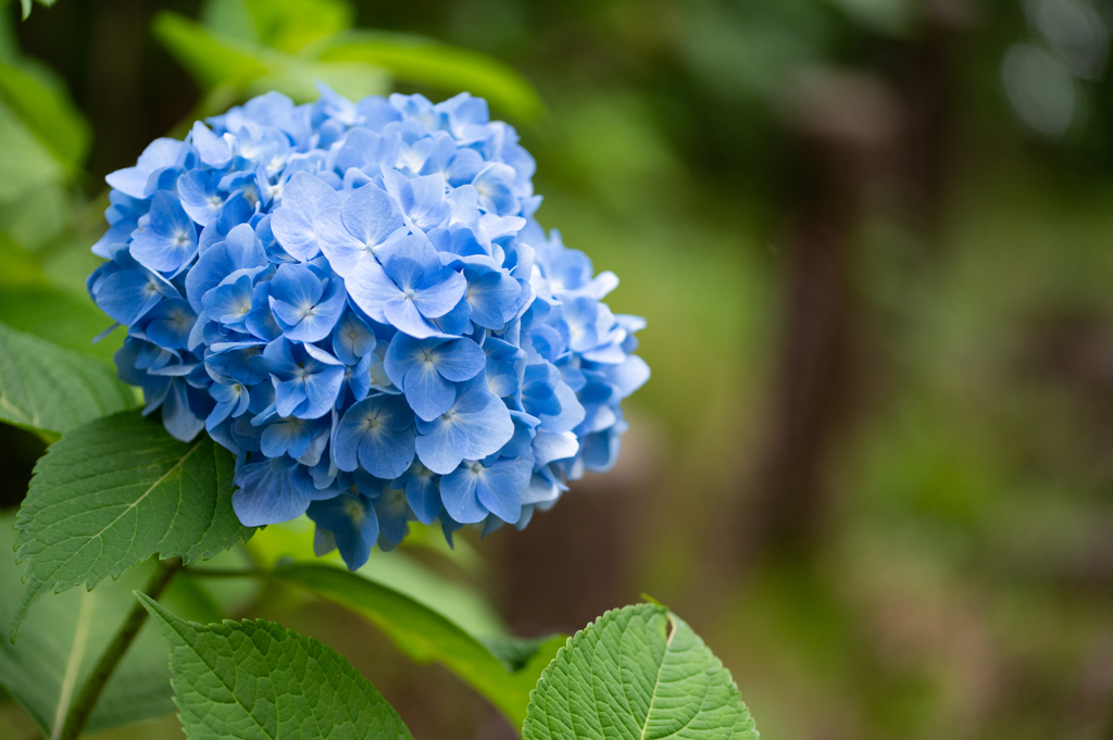 梅雨の花