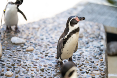 フンボルトペンギン