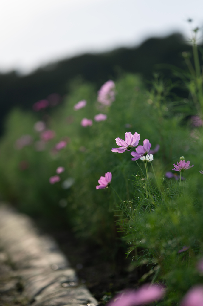 透ける花弁