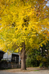 大銀杏の紅葉