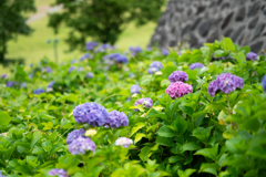 紫陽花の丘