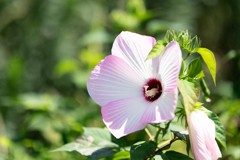 夏の花