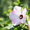 夏の花