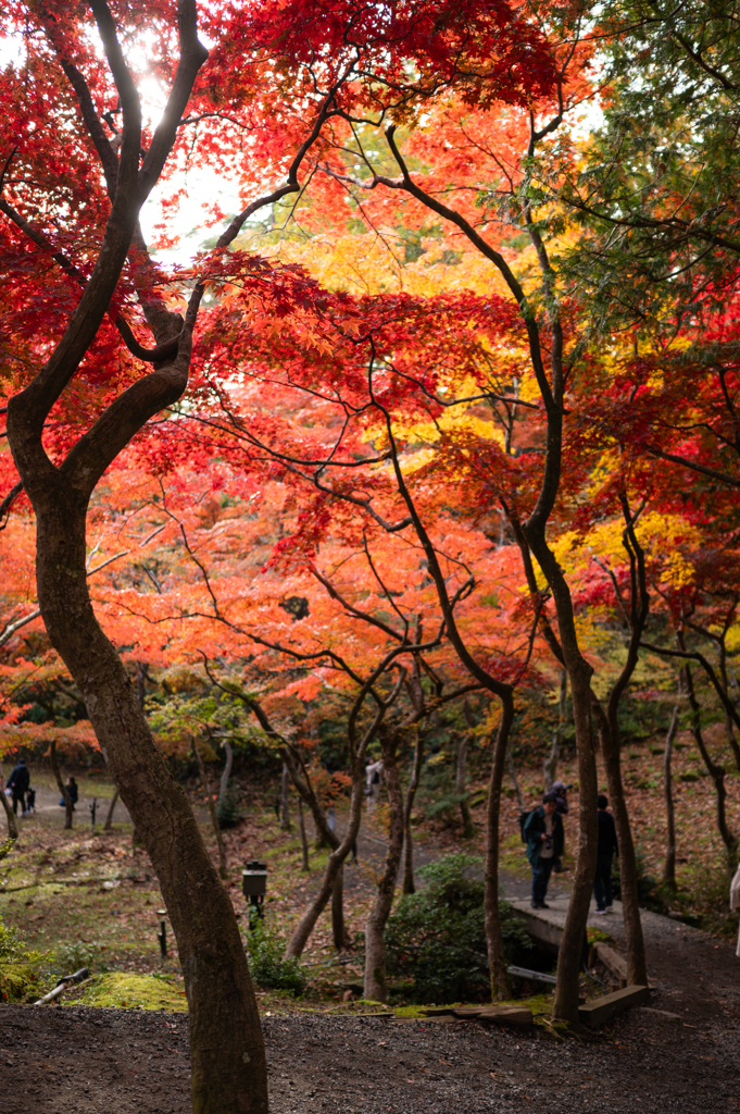 紅葉の天蓋
