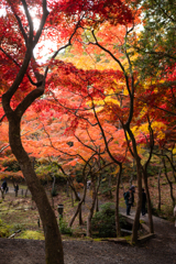 紅葉の天蓋