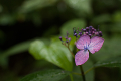 雨の紫陽花