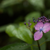 雨の紫陽花