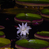 閉じる花