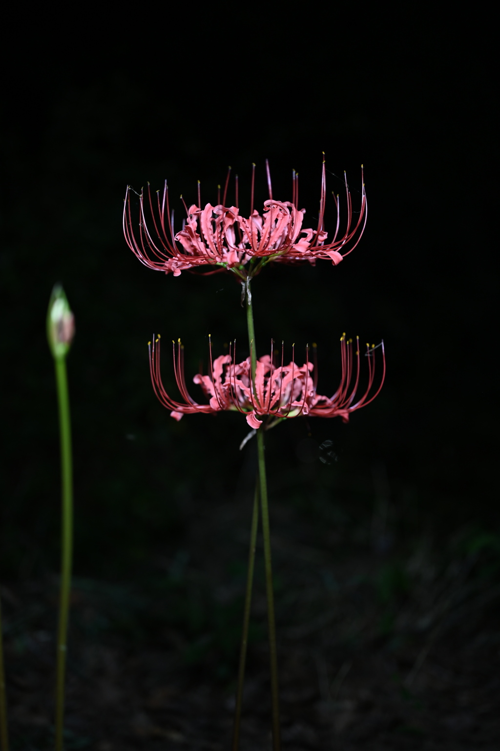 ニダンバナ