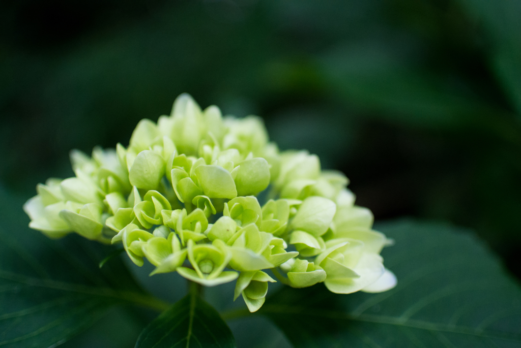 これから咲く花
