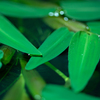 浮草
