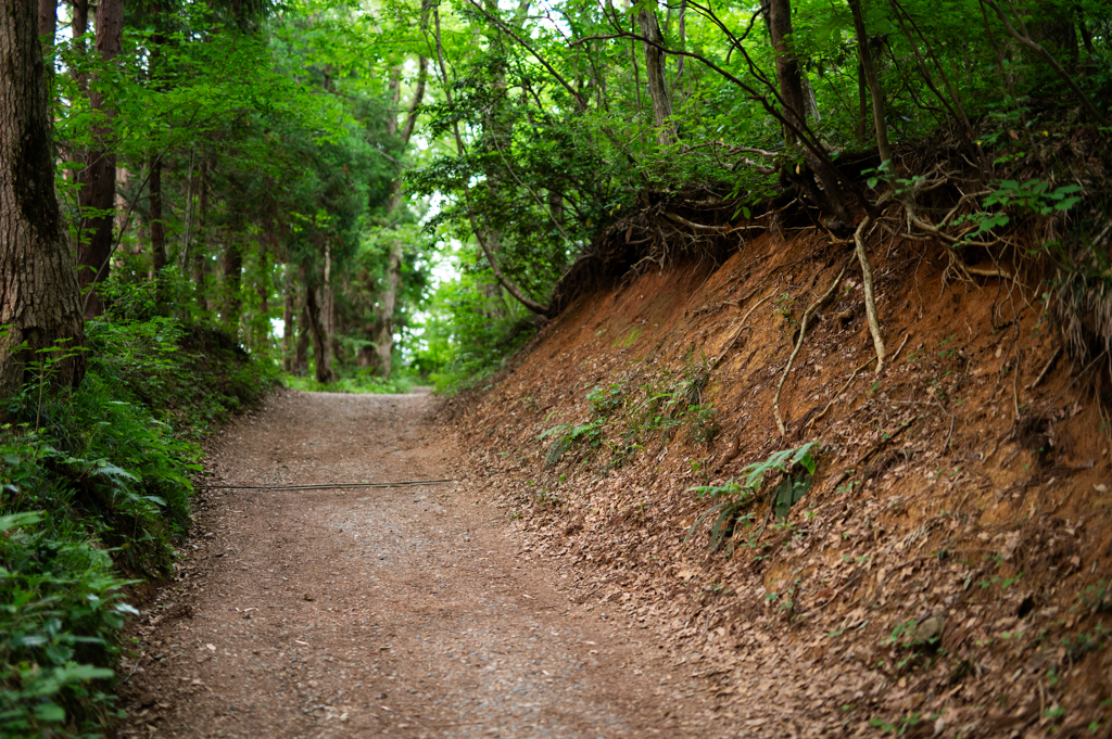 護摩堂山 登山道