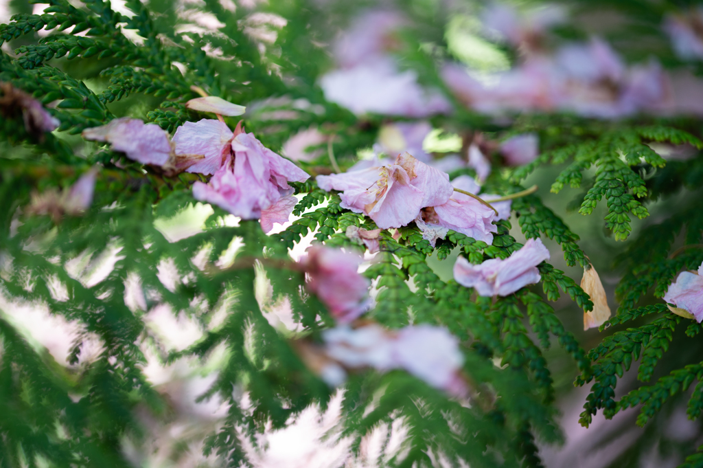 檜に降る桜