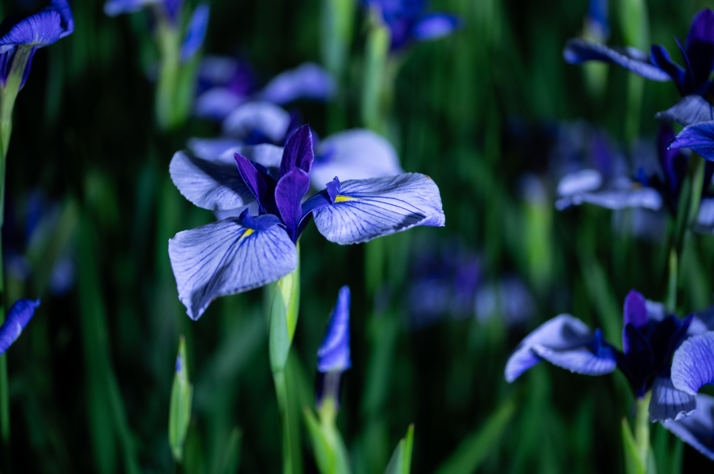夜の花菖蒲