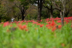 天蓋の花園
