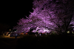 夜桜ライトアップ