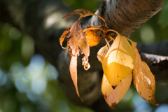 紅一点