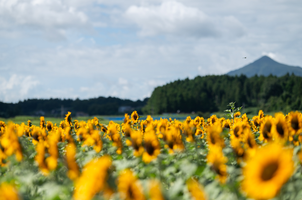 ある夏の日