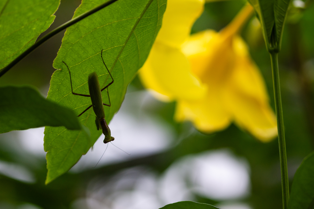 温室のカマキリ