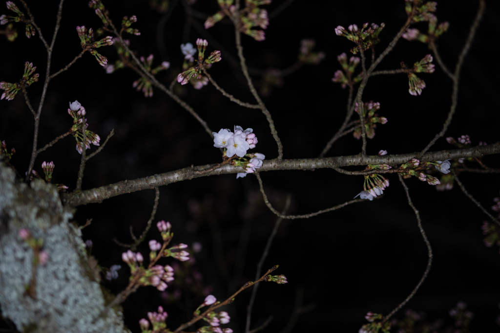 開花宣言の日
