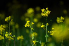 菜の花