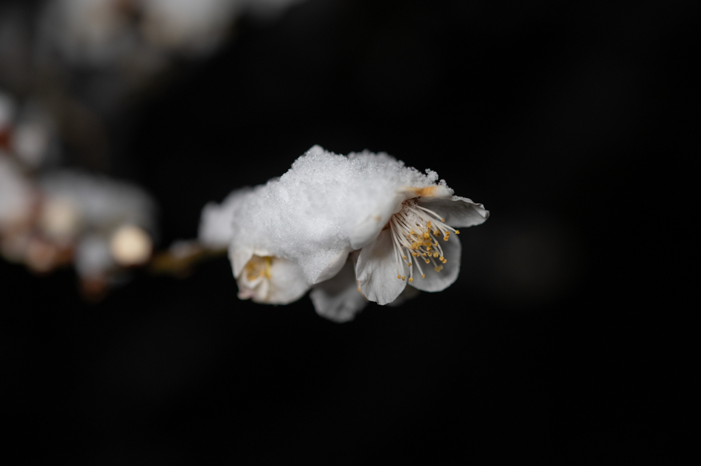 雪中梅