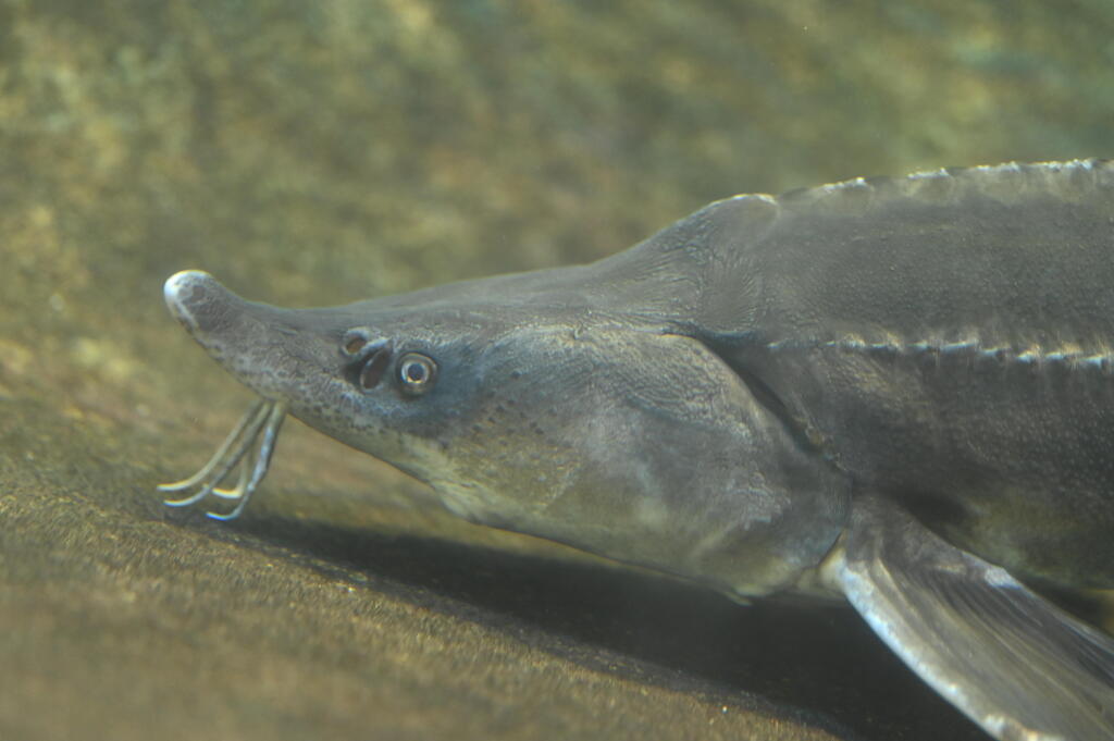 チョウザメ by モト。 （ID：13594622） - 写真共有サイト:PHOTOHITO